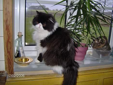 Perser Marabu billede 14