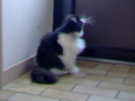 Perser Marabu billede 15