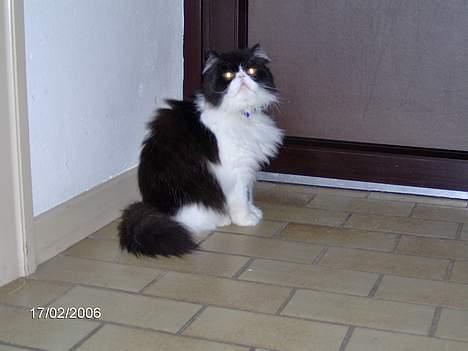 Perser Marabu billede 16