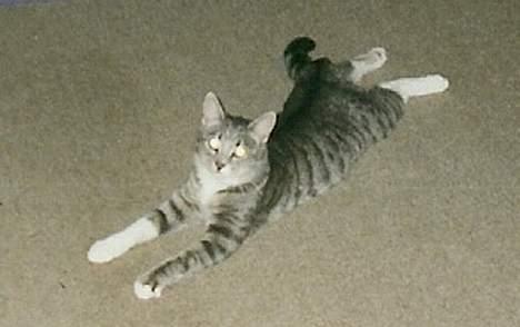 Huskat Nala billede 1