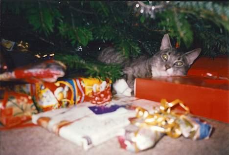 Huskat Nala - Hvem har sagt, bløde pakker under træet er dårligt?? billede 2