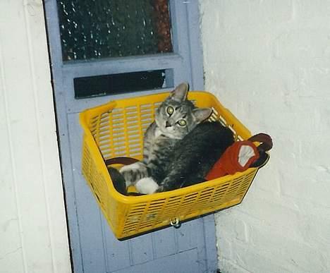 Huskat Nala - Ja. Hva ka man sige?? billede 3