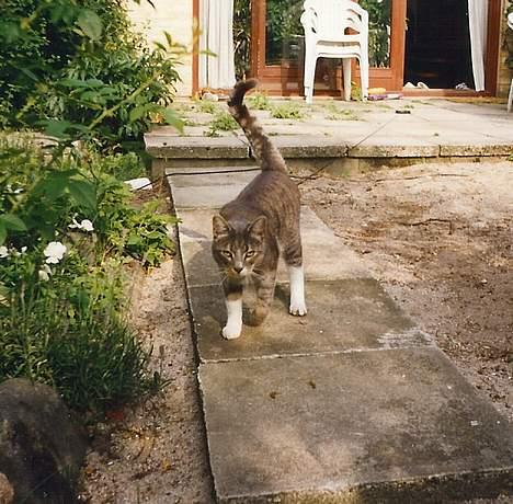 Huskat Nala billede 4