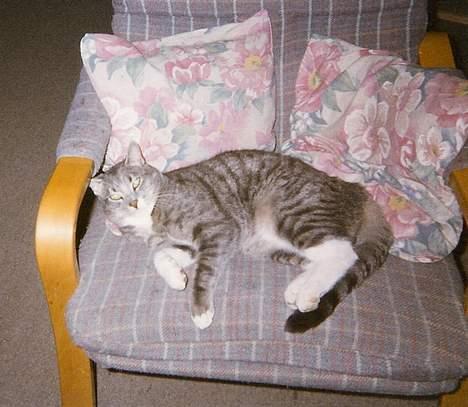 Huskat Nala billede 5