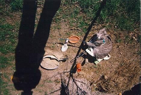 Huskat Nala - hmmmm - nala i pande billede 6