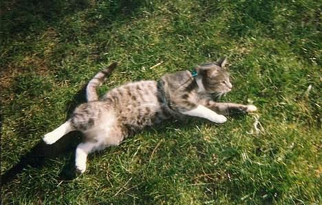 Huskat Nala billede 7