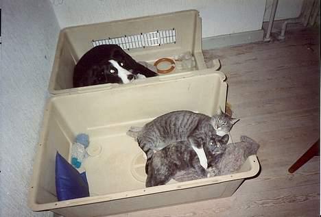 Huskat Nala - Nala som ligger og holder om Jasmin, og så Freja i den anden kurv... kan det blive mere hyggeligt?? billede 8