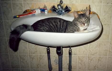 Huskat Nala - spørg mig ikke - jeg troede også katte var bange for vand.... billede 9