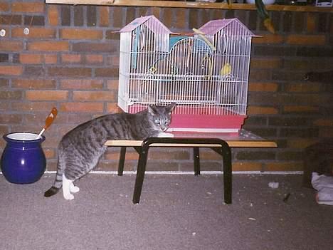 Huskat Nala - Man blir godt nok træt af at kigge fugle... billede 11