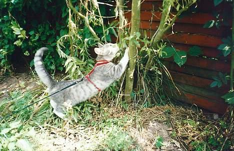 Huskat Nala billede 13