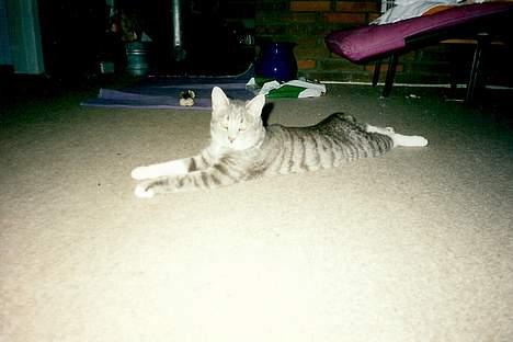 Huskat Nala billede 14