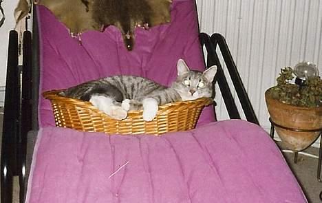 Huskat Nala - I en kurv i en stol.... billede 16