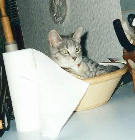 Huskat Nala - Og nu i en skål?? hva blir det næste?? billede 17