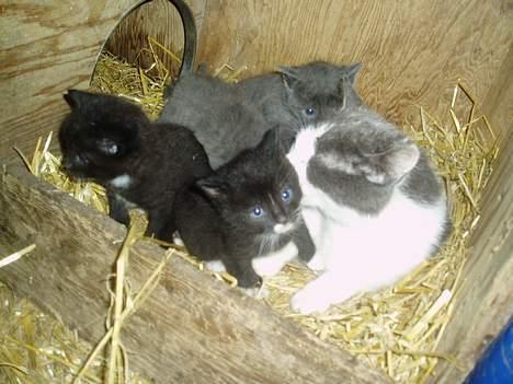 Blanding af racer T, R, K, R Læs tekst  - Her sidder vi lii alle samn med mor ...  billede 1