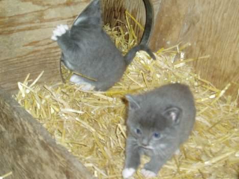 Blanding af racer T, R, K, R Læs tekst  - Jeg er bare god til at være fotomodel ... ;P billede 2