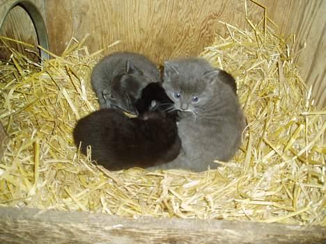 Blanding af racer T, R, K, R Læs tekst  - ej nu vækkede du os ... billede 4