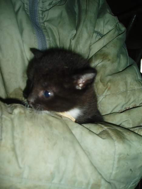 Blanding af racer T, R, K, R Læs tekst  - Her er Tjalfe  billede 5