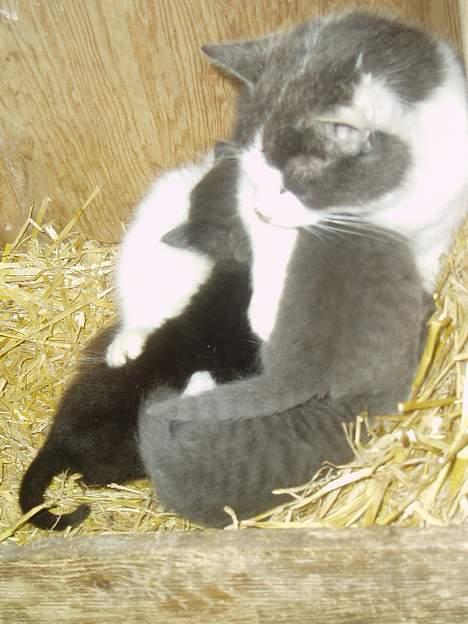 Blanding af racer T, R, K, R Læs tekst  - så er det spise tid... billede 6