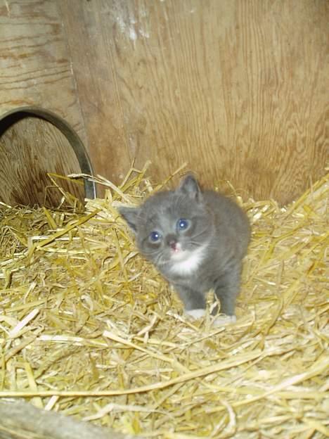 Blanding af racer T, R, K, R Læs tekst  - jaah er jeg ikke sød  billede 7