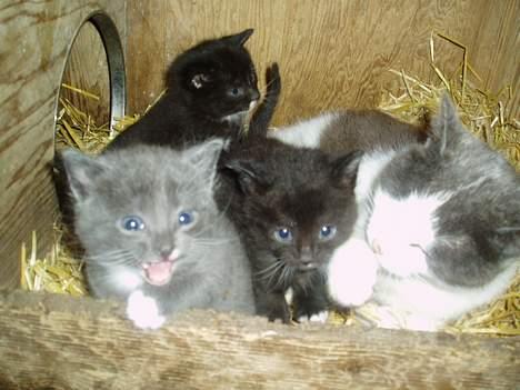 Blanding af racer T, R, K, R Læs tekst  - hai hai du  billede 9