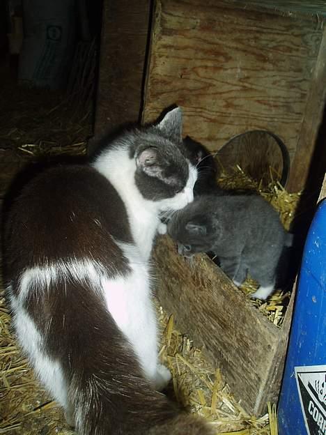 Blanding af racer T, R, K, R Læs tekst  - nu kommer moar så er det spiste tid...  billede 10