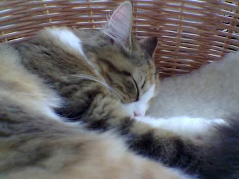 Blanding af racer Misse - Her får jeg lige en lur på vej hjem fra besøg hos Magnus billede 2