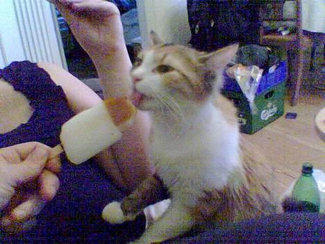 Blanding af racer Misse - Når ingen af "mine forældre" ku li den nye kung fu-is er det godt at jeg kunne ;o) billede 3