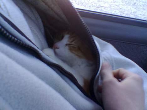 Blanding af racer Misse - Jeg skal helst være inde i Rolfs jakke når vi er på tur! Der er trygt og varmt. billede 4