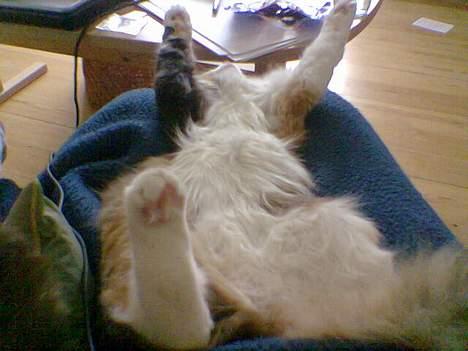 Blanding af racer Misse - Mmmm hygge billede 5