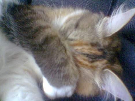 Blanding af racer Misse - Aj sluk lige lyset hva??!! billede 6