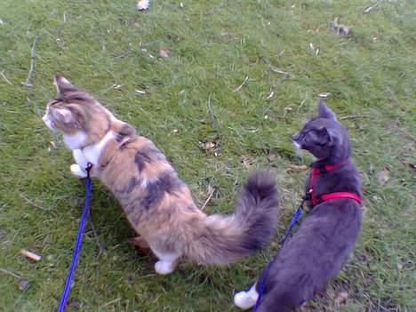 Blanding af racer Misse - På eventyr med legekammeraten Magnus billede 8