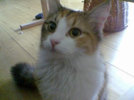 Blanding af racer Misse - Er jeg ikk lidt nuser?! billede 9