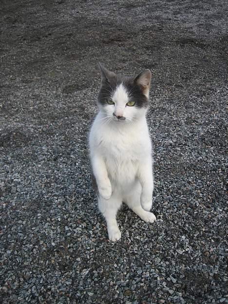 Blanding af racer bollis billede 11