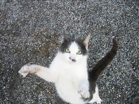 Blanding af racer bollis billede 12