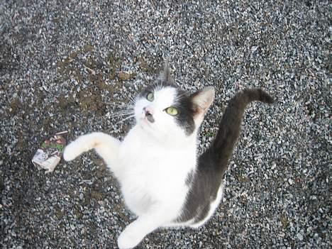 Blanding af racer bollis billede 13