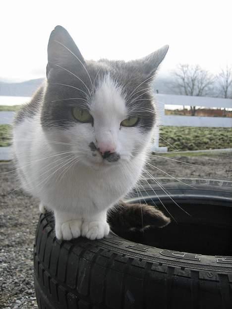 Blanding af racer bollis billede 14