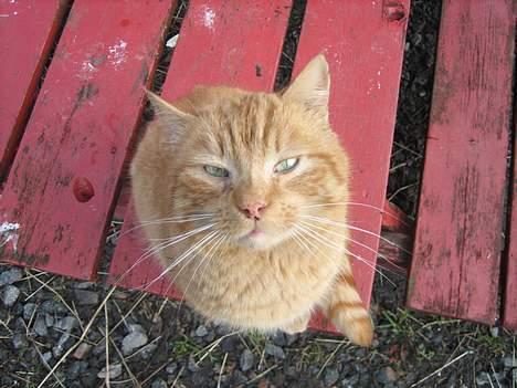 Blanding af racer stallpusen billede 11