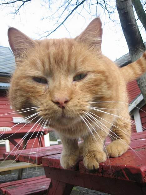 Blanding af racer stallpusen billede 12