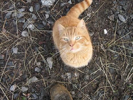 Blanding af racer stallpusen billede 14