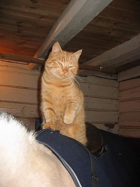 Blanding af racer stallpusen billede 15