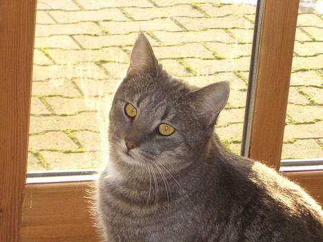 Blanding af racer Felix billede 1