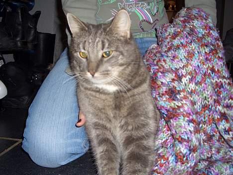 Blanding af racer Felix - Felix og lillesøster igen billede 2