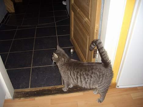 Blanding af racer Felix - Er der mon mad her ude billede 3