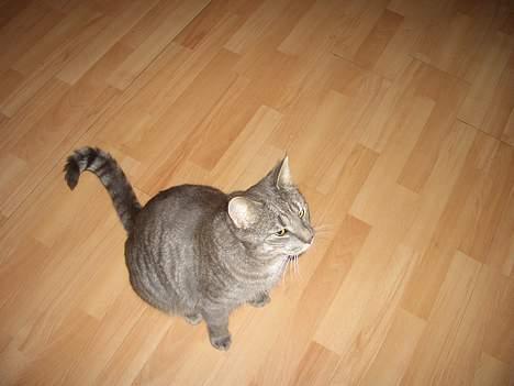 Blanding af racer Felix billede 4