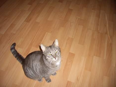 Blanding af racer Felix billede 5