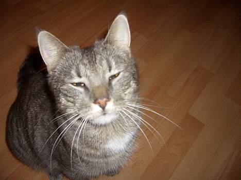 Blanding af racer Felix billede 6