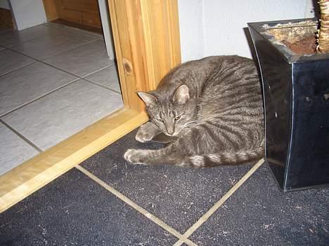 Blanding af racer Felix - Dejligt bare at ligge på det varme gulv og prøve at få en lille lur hvilken ikke er helt nemt når "mor" hele tiden skal tage billeder billede 7