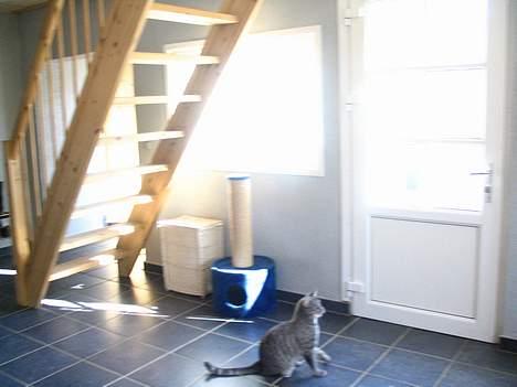 Blanding af racer Felix billede 8