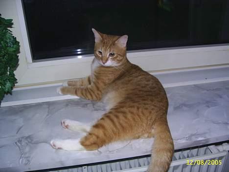 Huskat Garfield billede 9