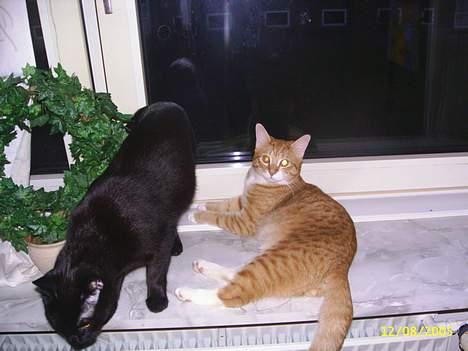 Huskat Garfield billede 10